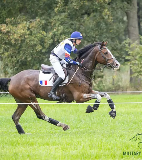 magnetiseur-magnetisme-chevaux-douleurs