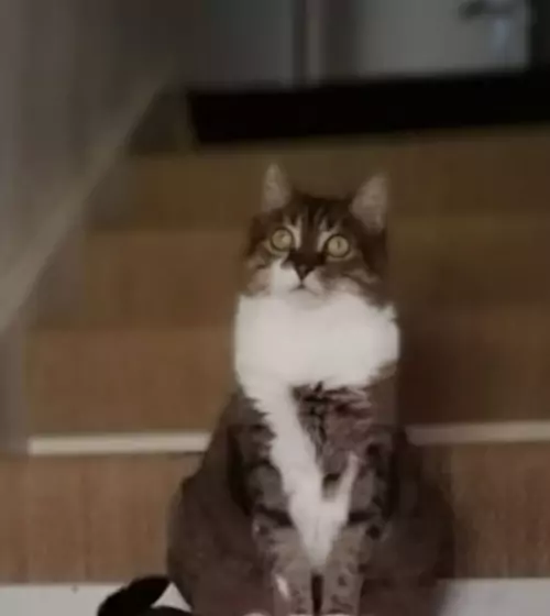 magnetiseur-pour-animaux-dans-le-val-oise-95