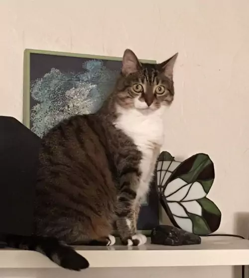 magnetisme-bien-etre-animaux-val-oise-95