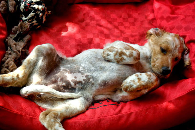 magnetiseur-pour-cheins-autour-de-moi