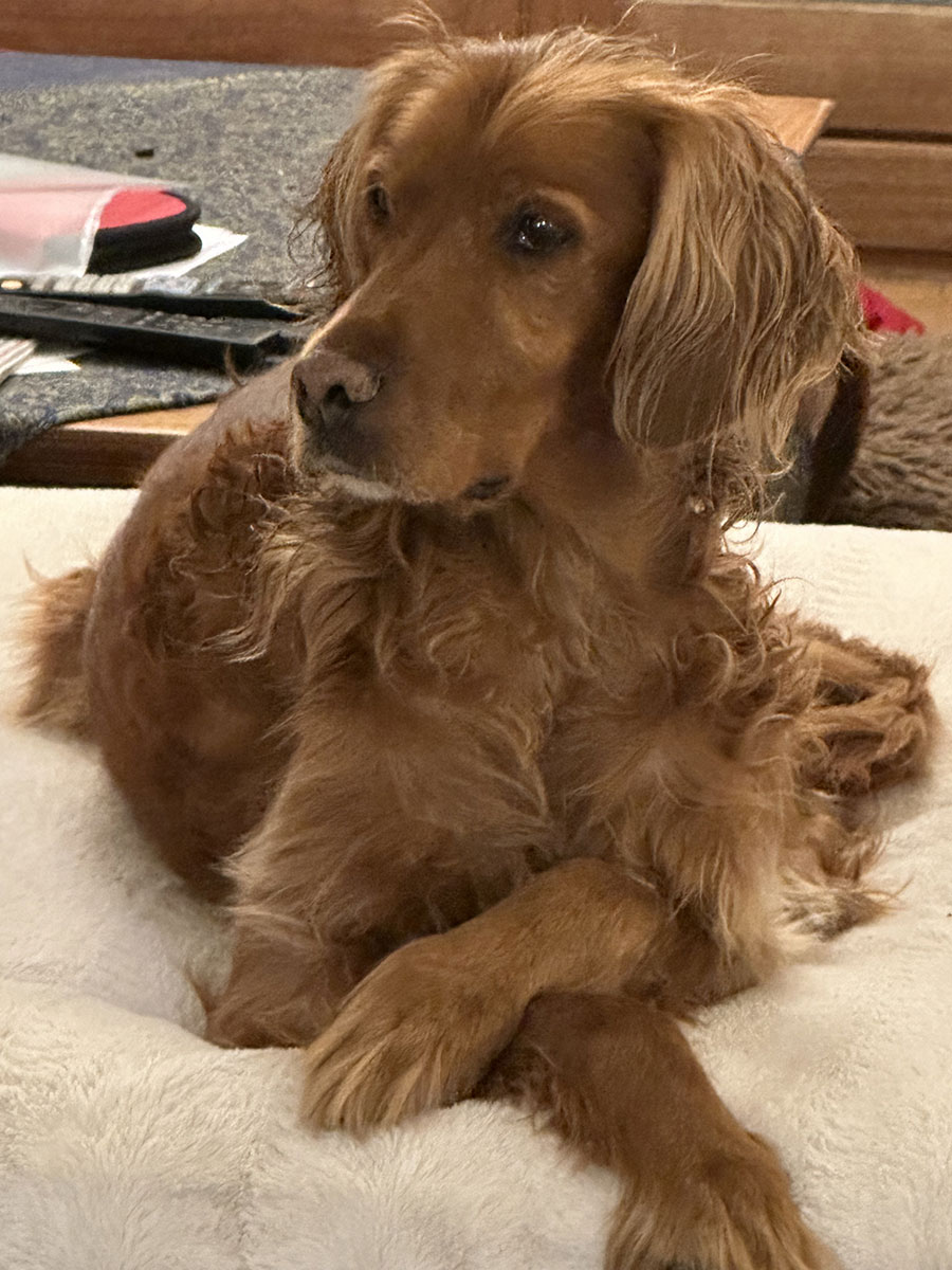 magnetisme-chiens-magnetiseur-animaux