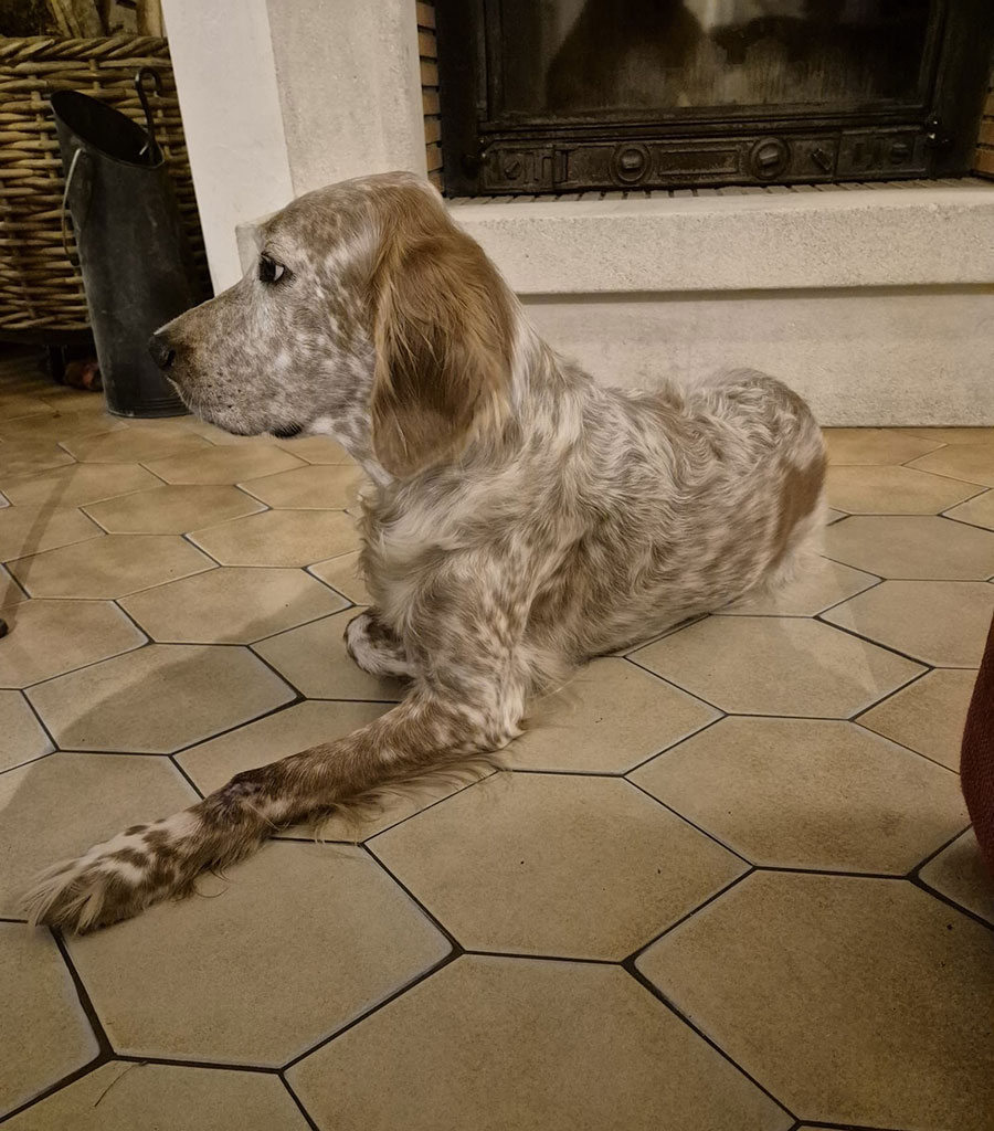 soulager-chiens-avec-magnetisme